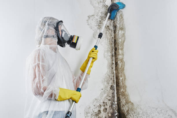 Home Mold Removal in East Tawas, MI