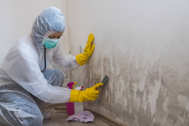 Professional Mold Removal in East Tawas, MI