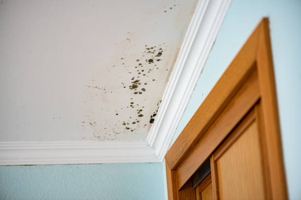 Best Local Mold Removal Service  in East Tawas, MI