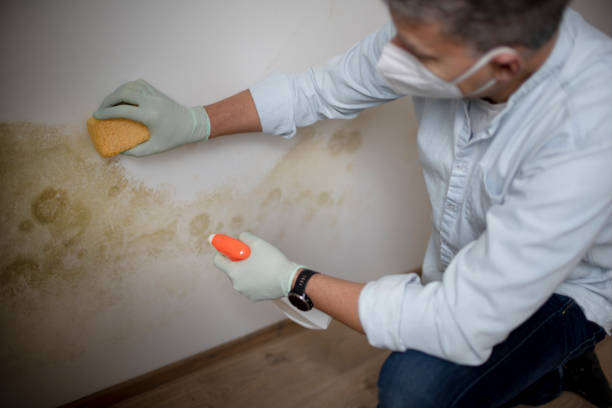 Best Professional Mold Removal  in East Tawas, MI