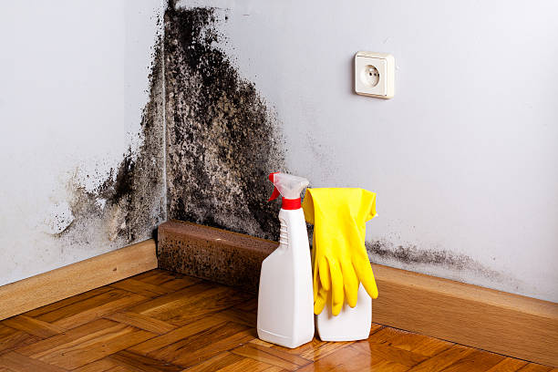 Best Office Mold Removal Services  in East Tawas, MI