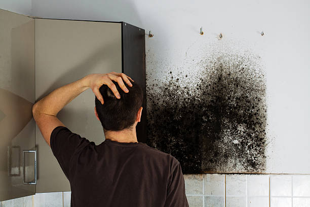 Best Black Mold Removal  in East Tawas, MI