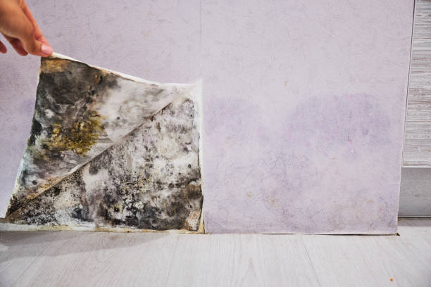 Best Mold Removal Near Me  in East Tawas, MI